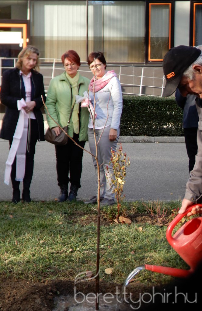 Tulipánfával a mellrák ellen 15